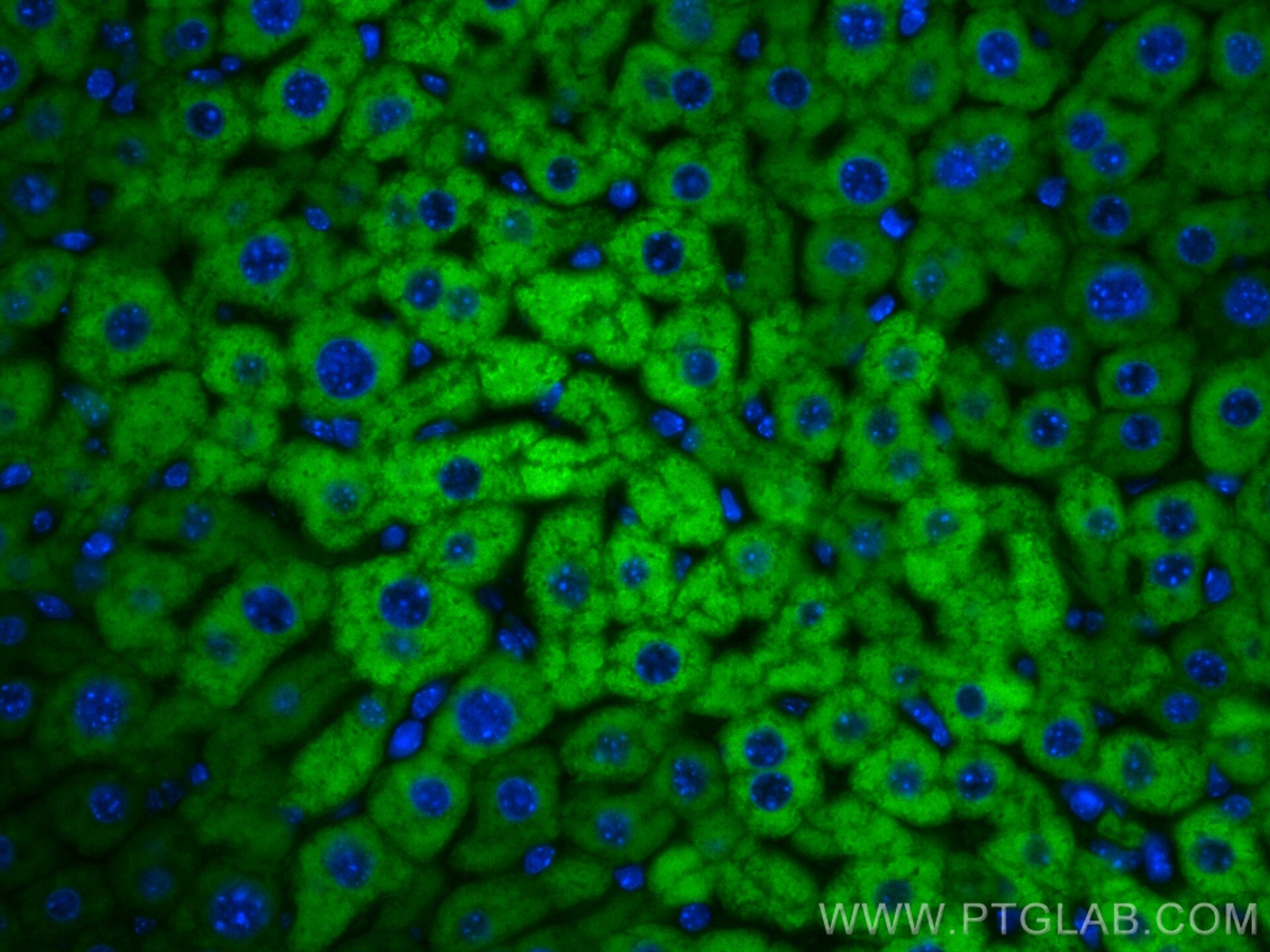 Immunofluorescence (IF) / fluorescent staining of mouse liver tissue using CoraLite® Plus 488-conjugated CYP2E1-Specific Mono (CL488-67263)