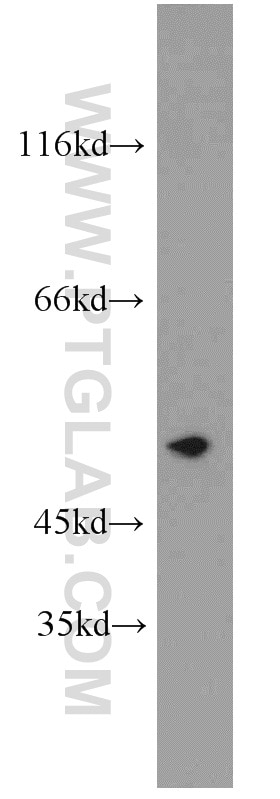 Western Blot (WB) analysis of mouse lung tissue using CYP2F1 Polyclonal antibody (21579-1-AP)