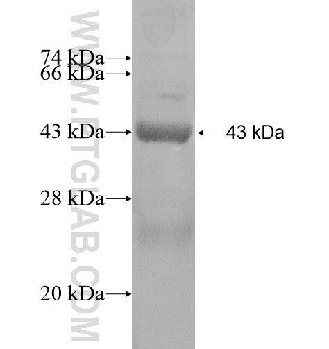 CYP2F1 fusion protein Ag16124 SDS-PAGE