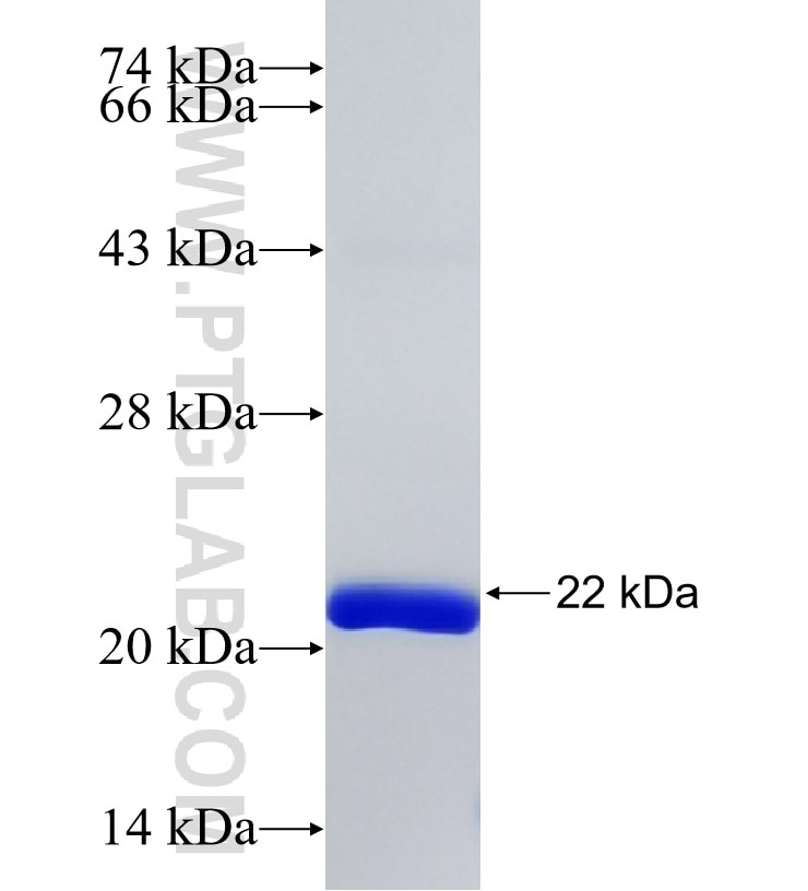 CYP2F1 fusion protein Ag17081 SDS-PAGE