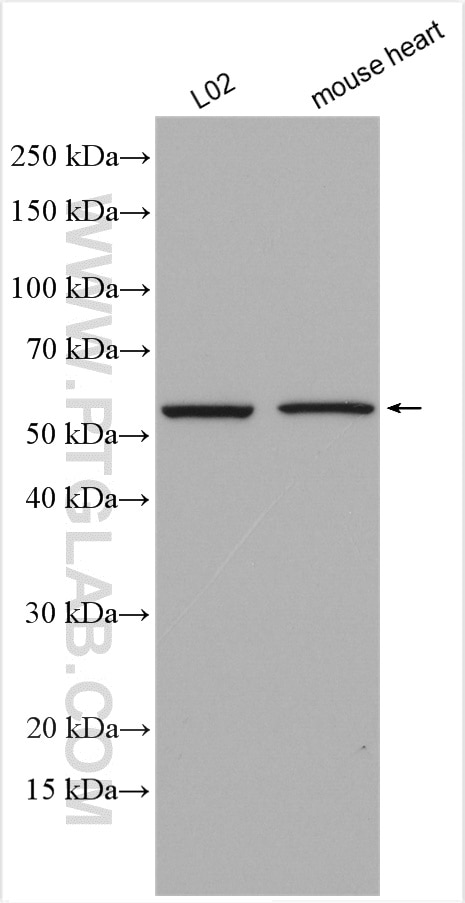 WB analysis using 13562-1-AP