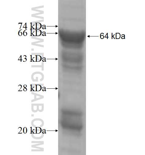 CYP2J2 fusion protein Ag4435 SDS-PAGE