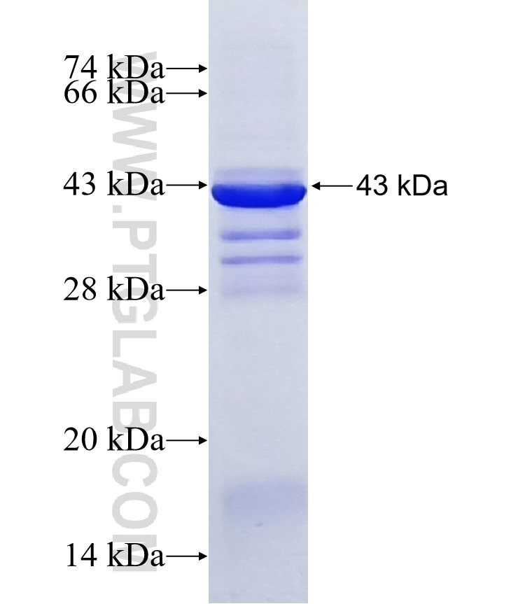 CYP2R1 fusion protein Ag12895 SDS-PAGE