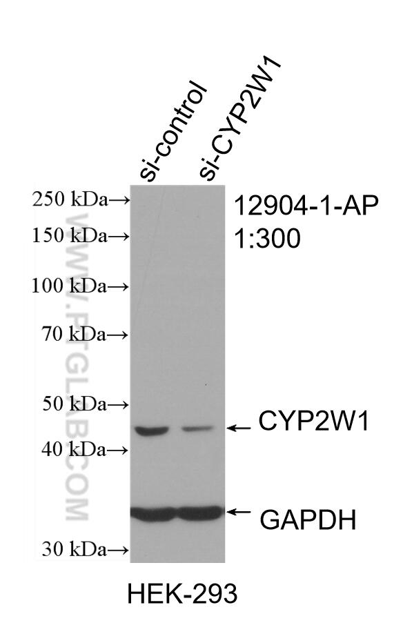Western Blot (WB) analysis of HEK-293 cells using CYP2W1 Polyclonal antibody (12904-1-AP)
