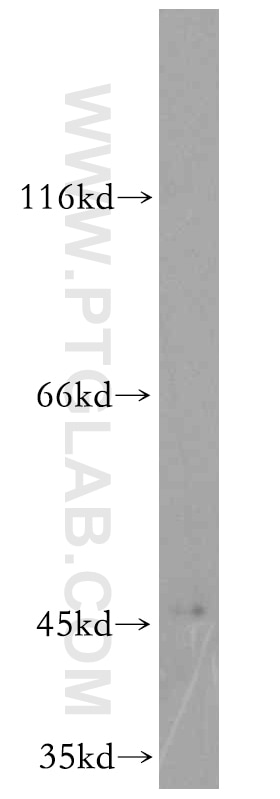 Western Blot (WB) analysis of HepG2 cells using CYP2W1 Polyclonal antibody (12904-1-AP)