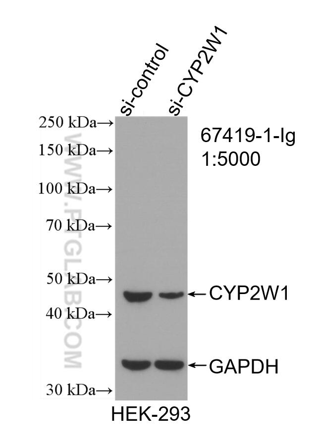 Western Blot (WB) analysis of HEK-293 cells using CYP2W1 Monoclonal antibody (67419-1-Ig)