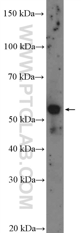 Western Blot (WB) analysis of L02 cells using CYP39A1 Polyclonal antibody (16062-1-AP)
