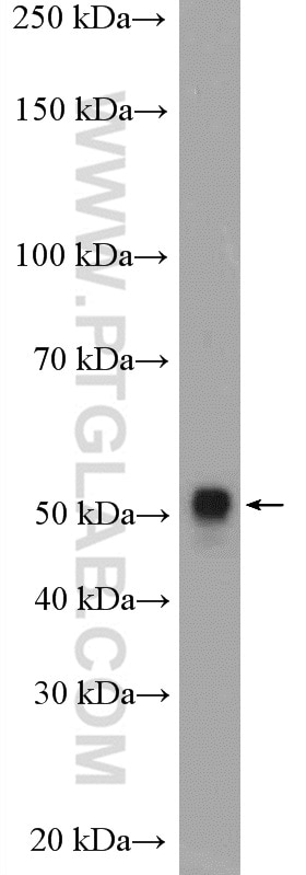 Western Blot (WB) analysis of mouse liver tissue using CYP3A4 Polyclonal antibody (18227-1-AP)