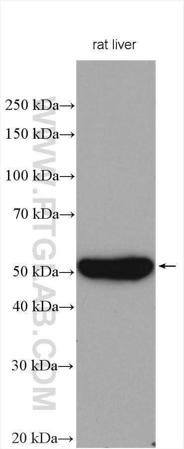 Western Blot (WB) analysis of various lysates using CYP3A4 Polyclonal antibody (18227-1-AP)