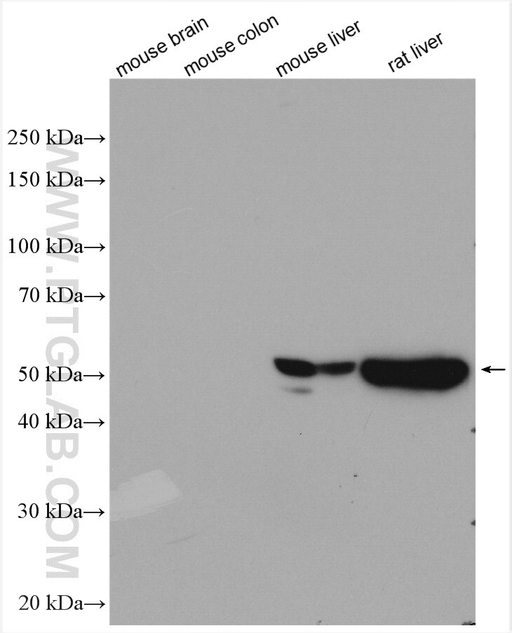 Western Blot (WB) analysis of various lysates using CYP3A4 Polyclonal antibody (18227-1-AP)