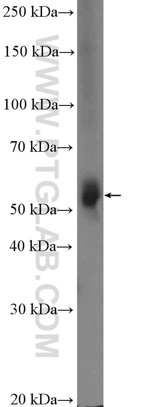 Western Blot (WB) analysis of mouse liver tissue using CYP3A4 Polyclonal antibody (18227-1-AP)