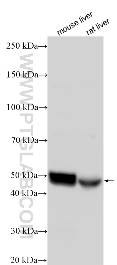 Western Blot (WB) analysis of various lysates using CYP3A4 Polyclonal antibody (18227-1-AP)