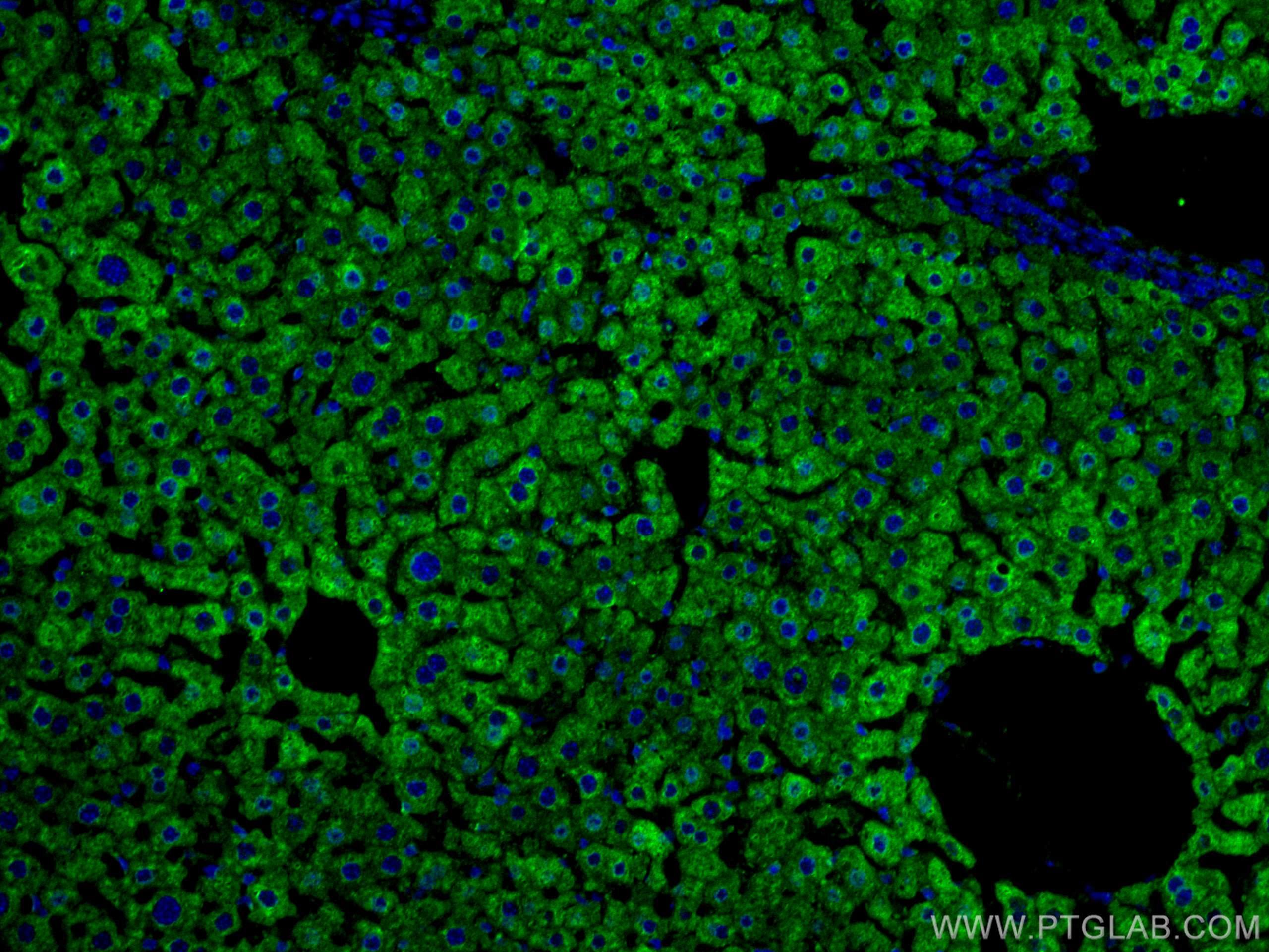 Immunofluorescence (IF) / fluorescent staining of mouse liver tissue using CYP3A4 Monoclonal antibody (67110-1-Ig)