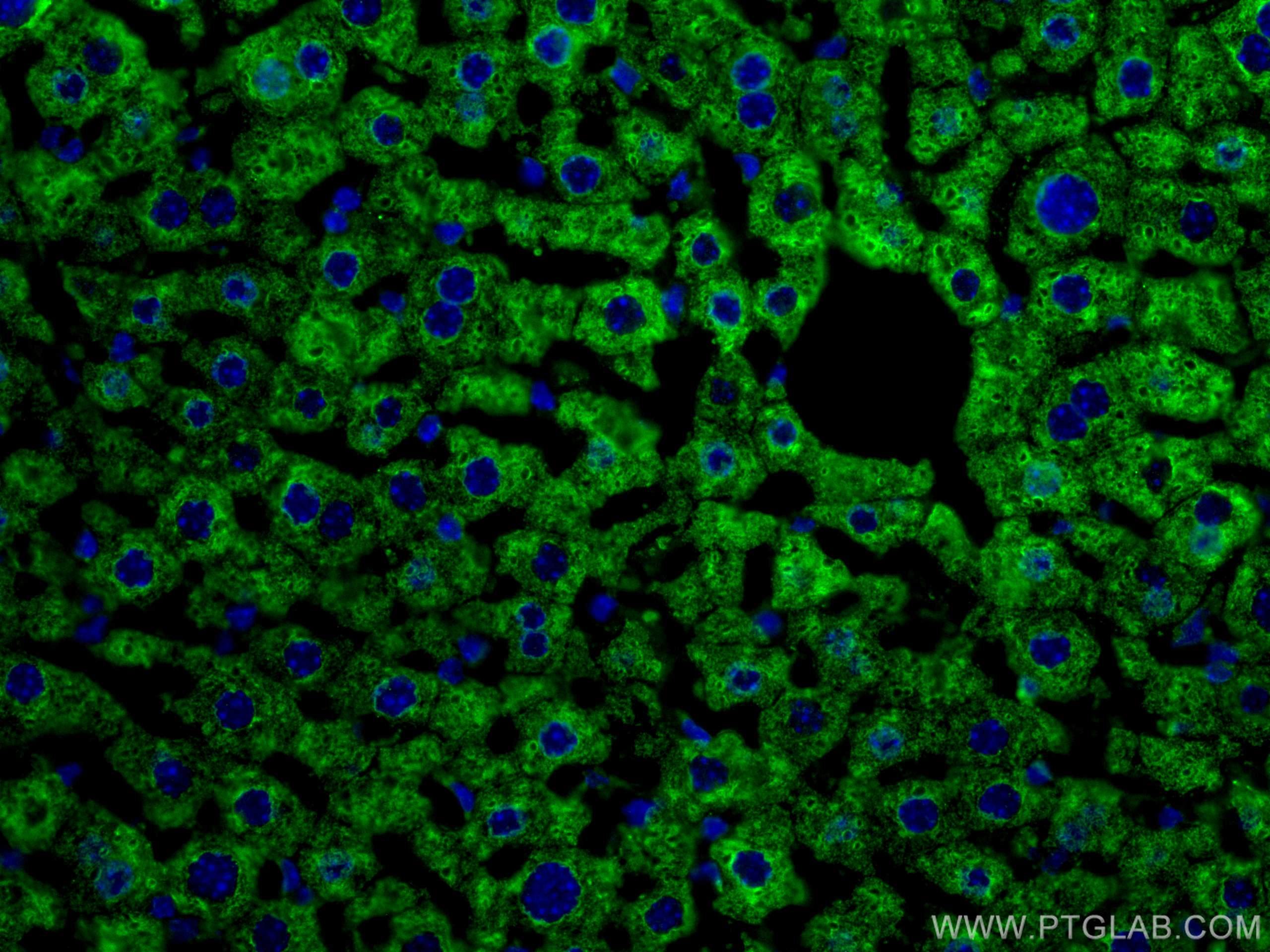 Immunofluorescence (IF) / fluorescent staining of mouse liver tissue using CYP3A4 Monoclonal antibody (67110-1-Ig)