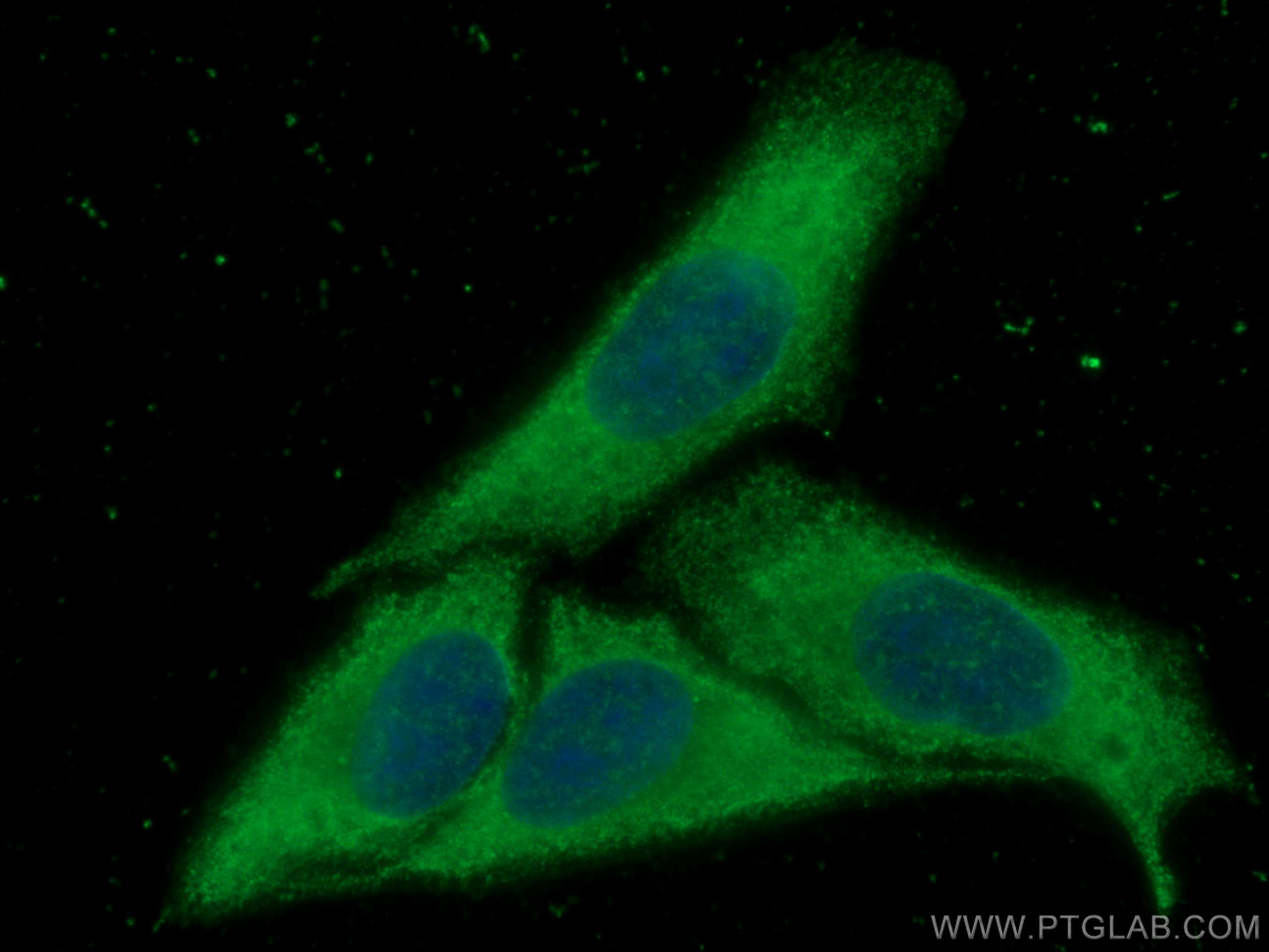 Immunofluorescence (IF) / fluorescent staining of HepG2 cells using CYP3A4 Monoclonal antibody (67110-1-Ig)