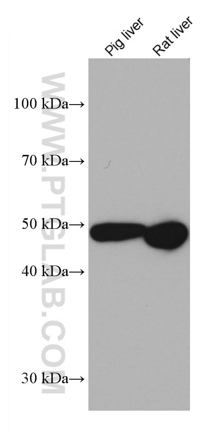 Western Blot (WB) analysis of various lysates using CYP3A4 Monoclonal antibody (67110-1-Ig)