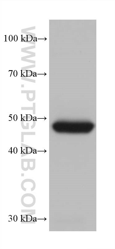 Western Blot (WB) analysis of mouse liver tissue using CYP3A4 Monoclonal antibody (67110-1-Ig)