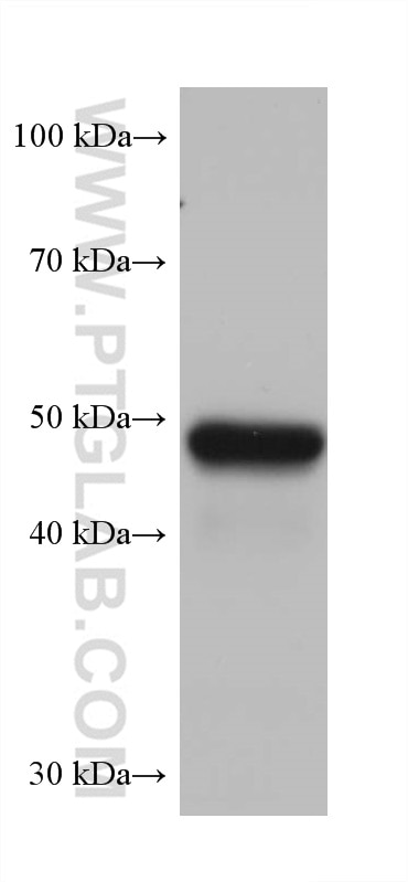 Western Blot (WB) analysis of pig liver tissue using CYP3A4 Monoclonal antibody (67110-1-Ig)