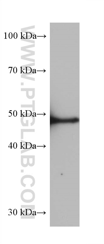 Western Blot (WB) analysis of pig gall bladder tissue using CYP3A4 Monoclonal antibody (67110-1-Ig)