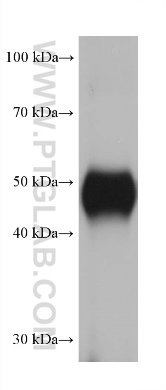 Western Blot (WB) analysis of mouse lung tissue using CYP3A4 Monoclonal antibody (67110-1-Ig)
