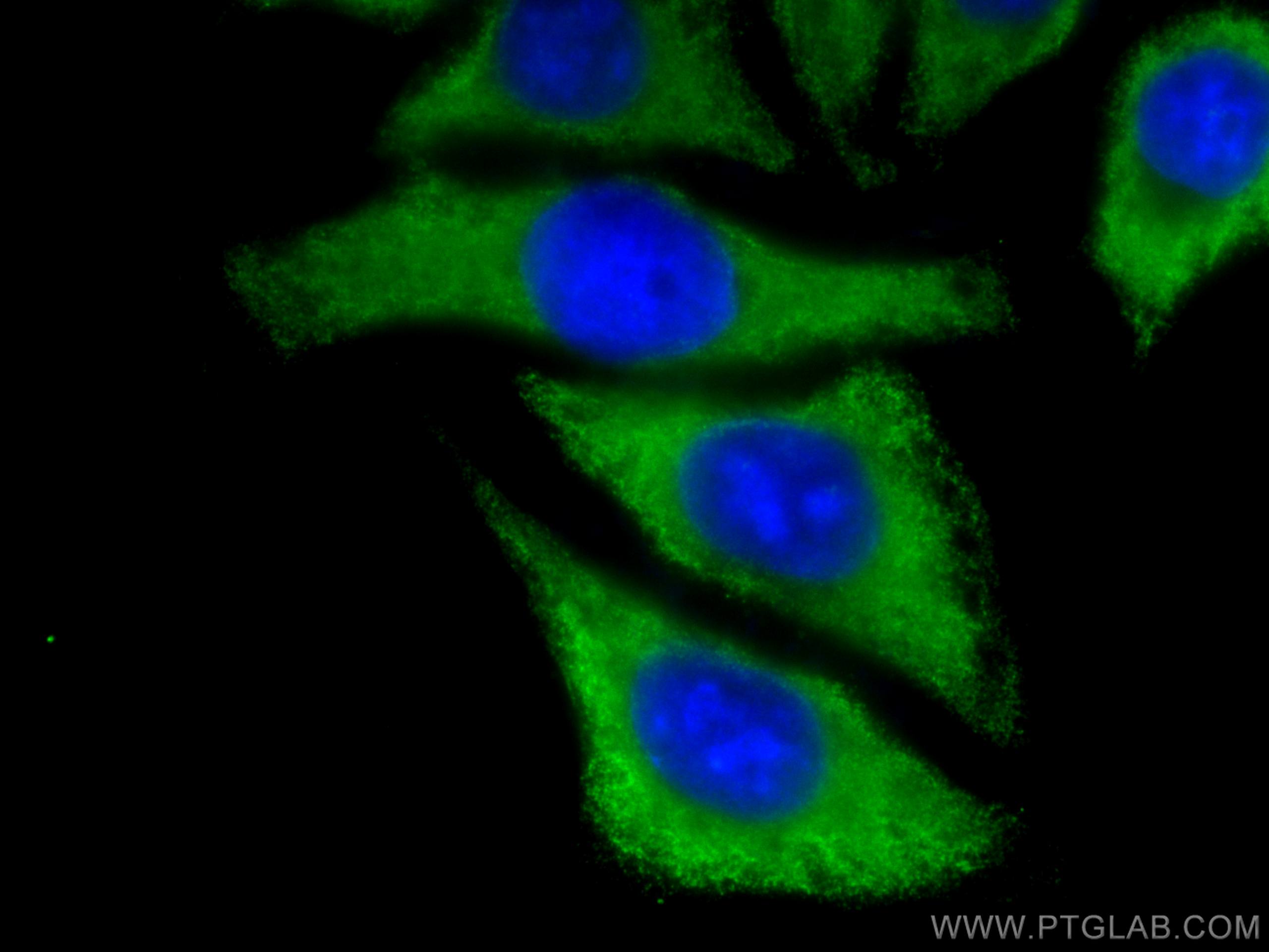 Immunofluorescence (IF) / fluorescent staining of HepG2 cells using CoraLite® Plus 488-conjugated CYP3A4 Monoclonal an (CL488-67110)