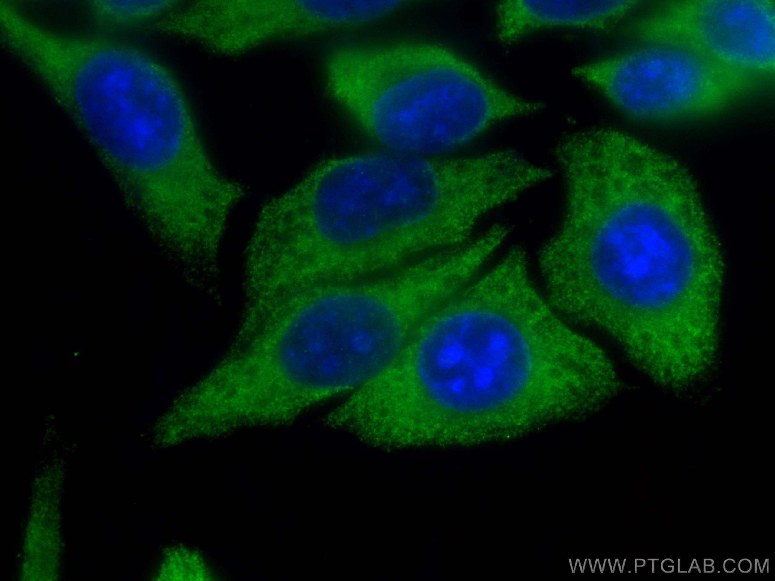 Immunofluorescence (IF) / fluorescent staining of HepG2 cells using CoraLite® Plus 488-conjugated CYP3A4 Monoclonal an (CL488-67110)