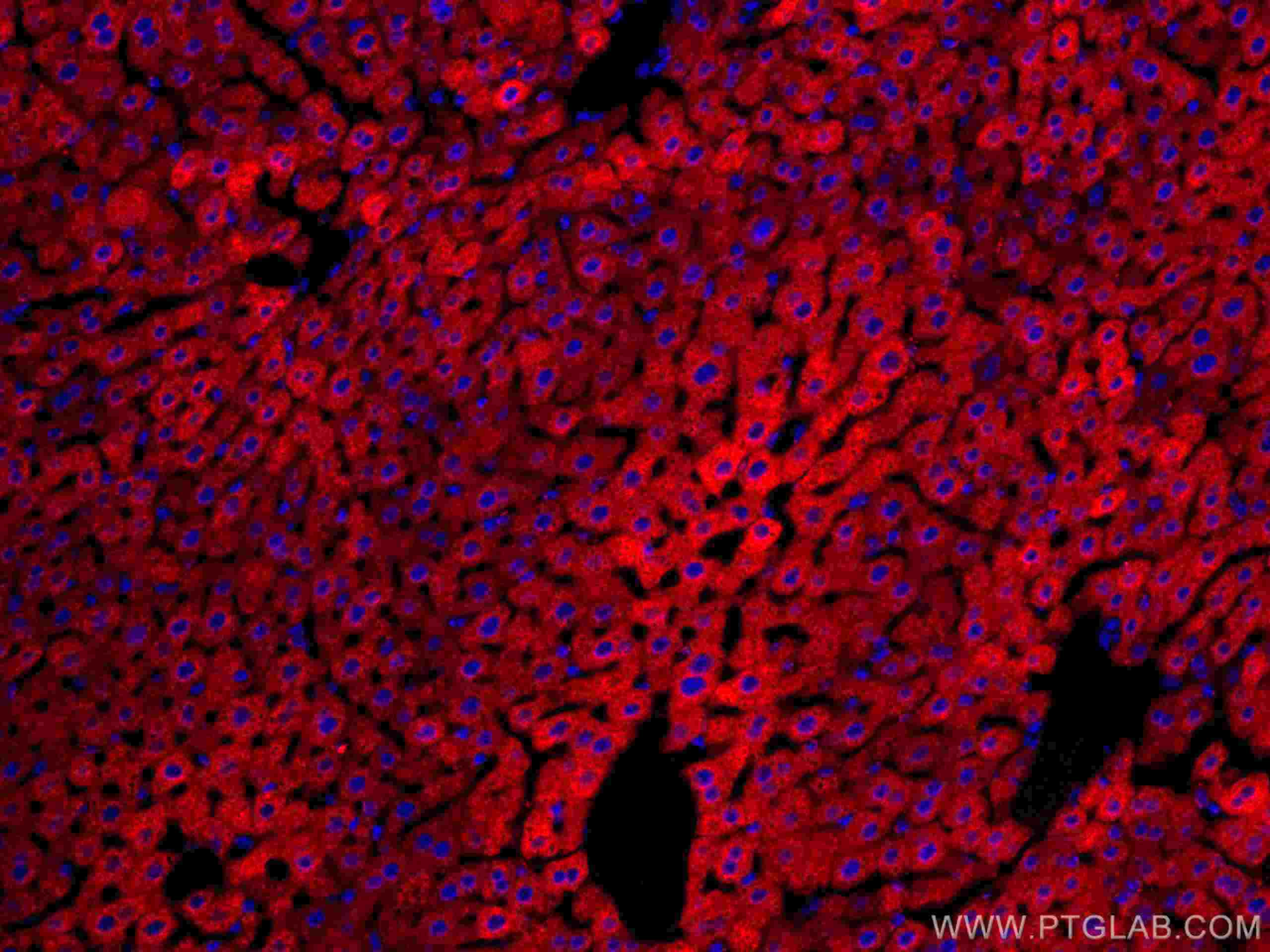 Immunofluorescence (IF) / fluorescent staining of mouse liver tissue using CoraLite®594-conjugated CYP3A4 Monoclonal antibody (CL594-67110)