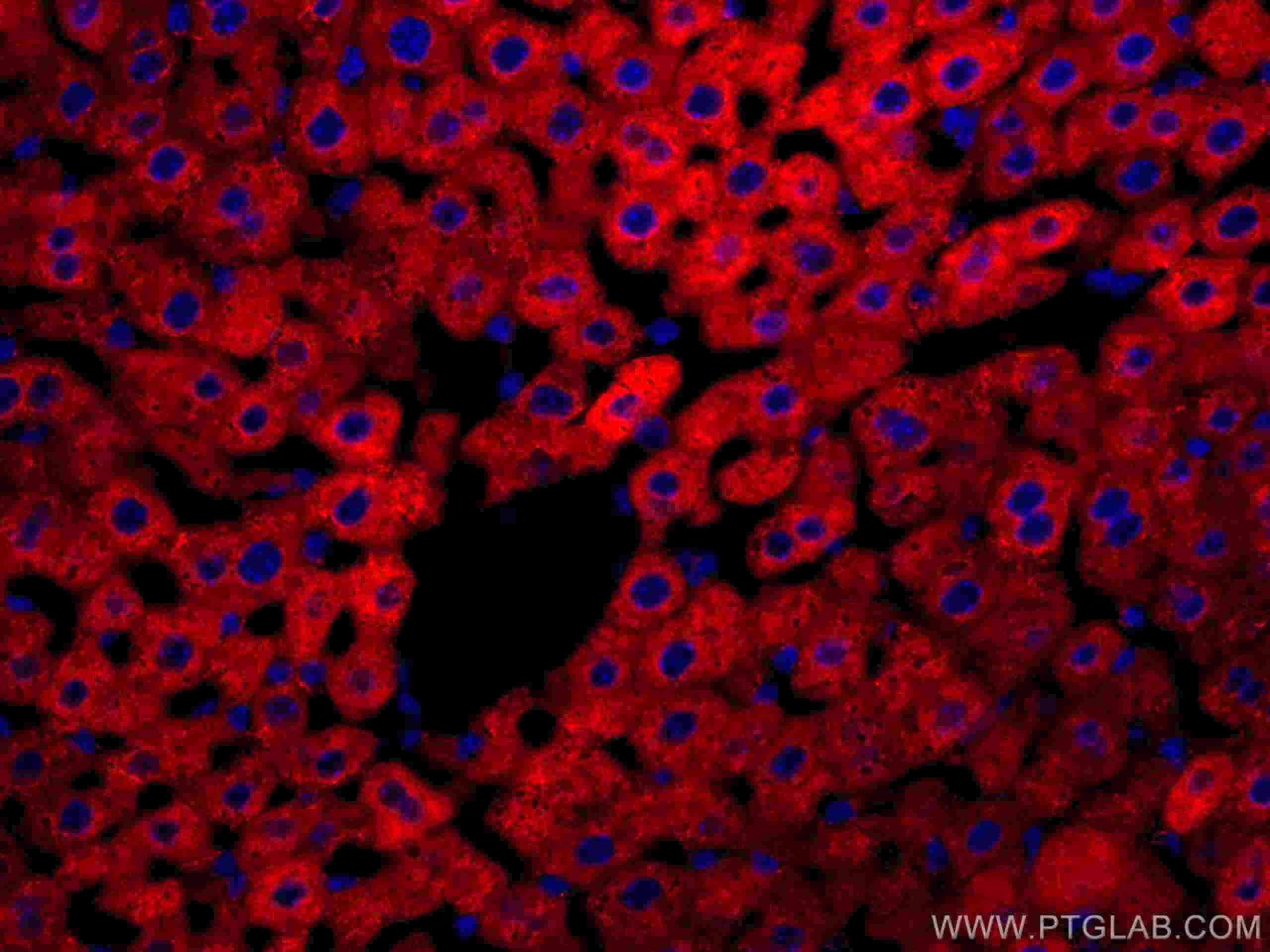 IF Staining of mouse liver using CL594-67110