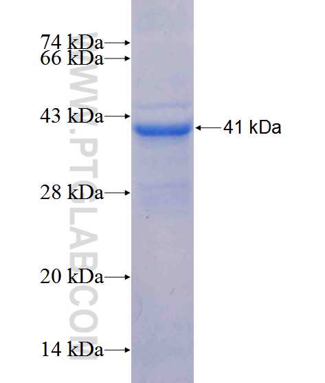 CYP3A4 fusion protein Ag13074 SDS-PAGE
