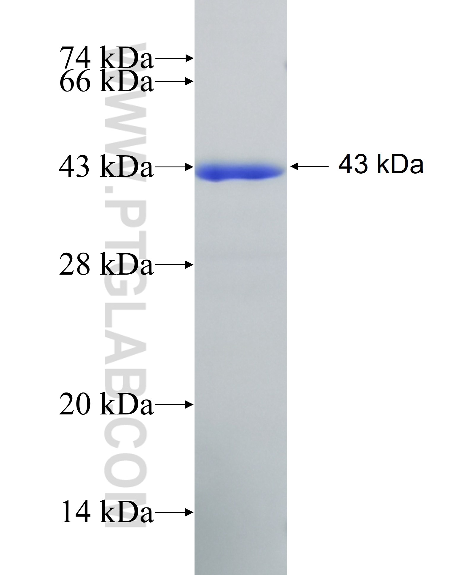 CYP3A4 fusion protein Ag13074 SDS-PAGE