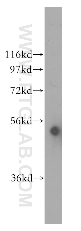 Western Blot (WB) analysis of HEK-293 cells using CYP3A5 Polyclonal antibody (13737-1-AP)