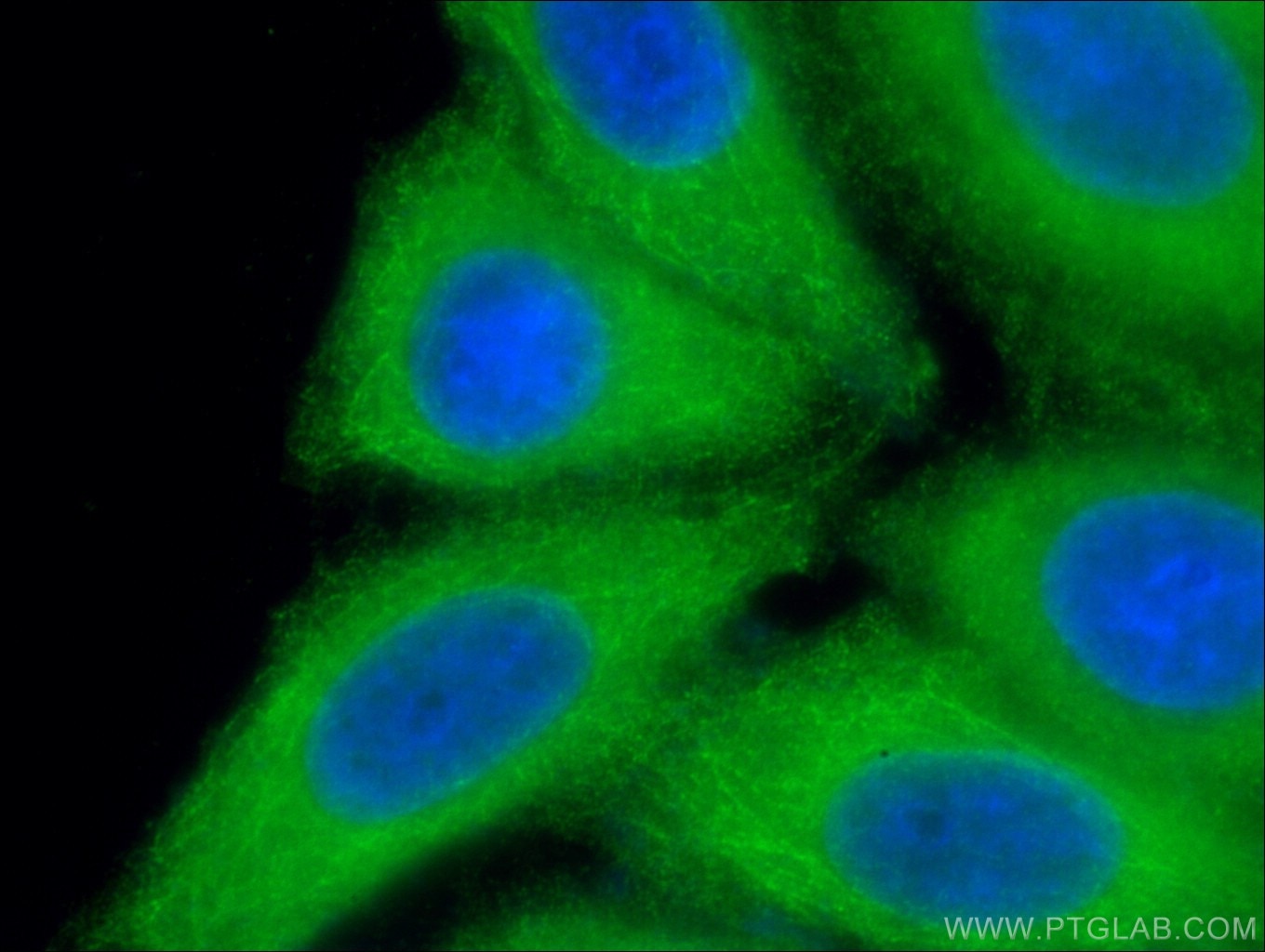 Immunofluorescence (IF) / fluorescent staining of HepG2 cells using CYP3A7 Polyclonal antibody (55428-1-AP)
