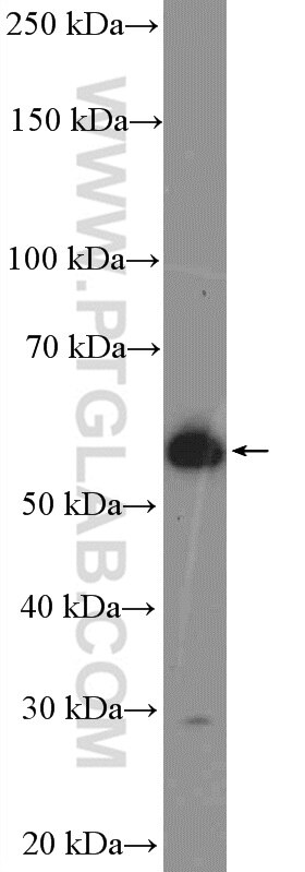 Western Blot (WB) analysis of HepG2 cells using CYP3A7 Polyclonal antibody (55428-1-AP)