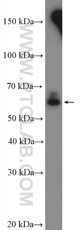 Western Blot (WB) analysis of L02 cells using CYP3A7 Polyclonal antibody (55428-1-AP)
