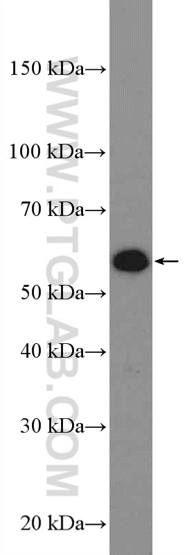 Western Blot (WB) analysis of HepG2 cells using CYP3A7 Polyclonal antibody (55428-1-AP)