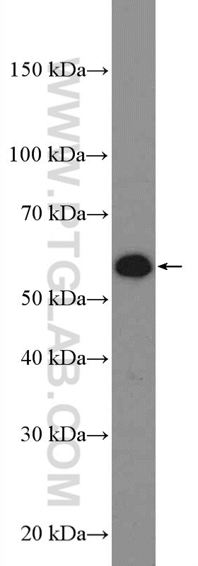 Western Blot (WB) analysis of HepG2 cells using CYP3A7 Polyclonal antibody (55428-1-AP)