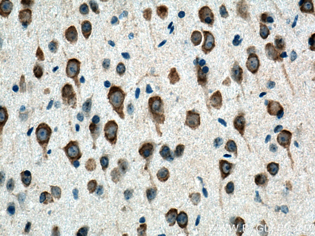 IHC staining of mouse brain using 12486-1-AP