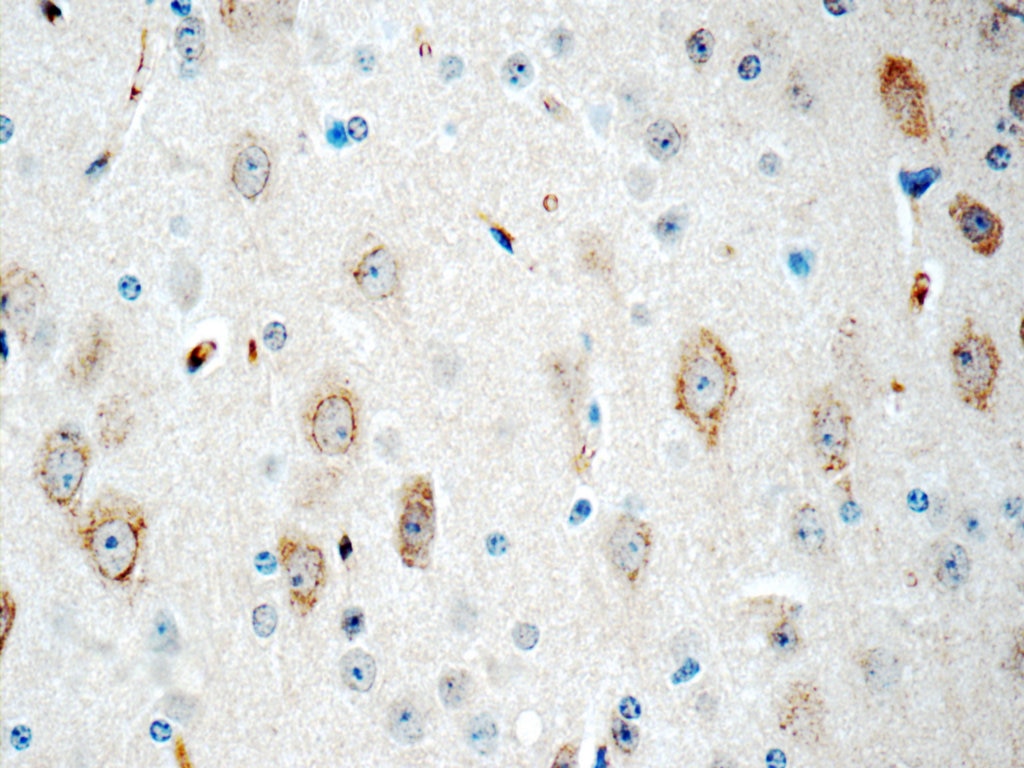 IHC staining of mouse brain using 12486-1-AP