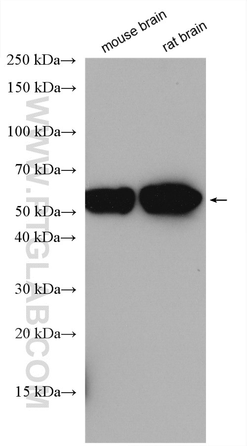 Western Blot (WB) analysis of various lysates using CYP46A1 Polyclonal antibody (12486-1-AP)