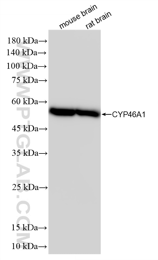 WB analysis using 86957-1-RR (same clone as 86957-1-PBS) Western Blot (WB) analysis of various lysates using CYP46A1 Recombinant monoclonal antibody (86957-1-RR)