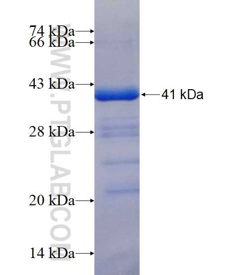 CYP46A1 fusion protein Ag16786 SDS-PAGE