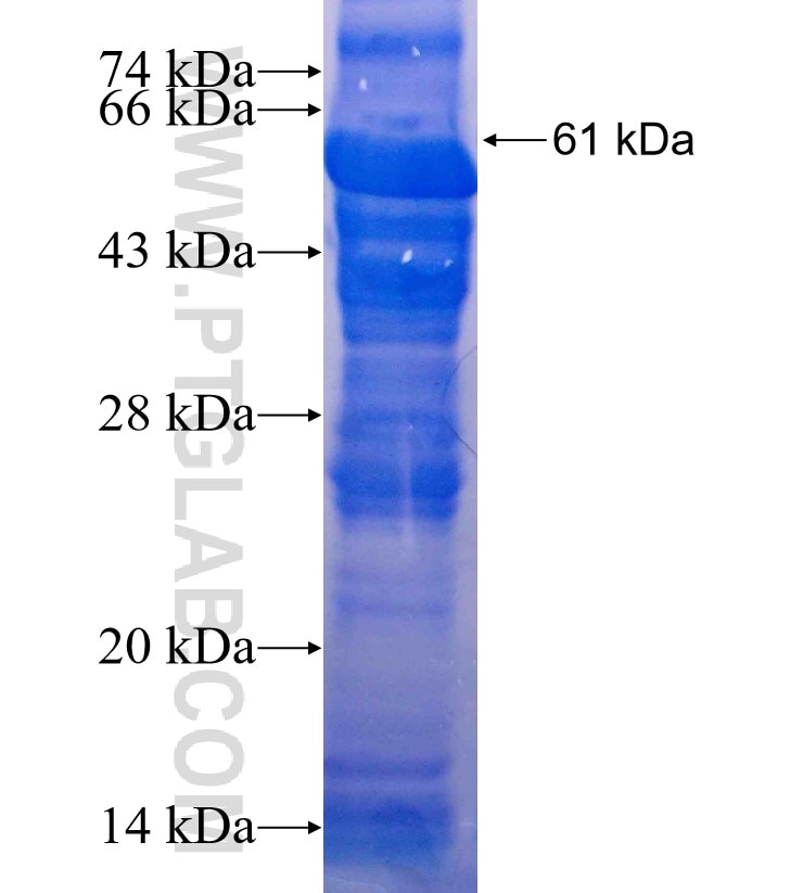 CYP46A1 fusion protein Ag3116 SDS-PAGE