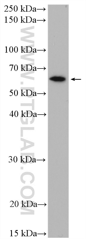 WB analysis of HEK-293 using 11688-1-AP