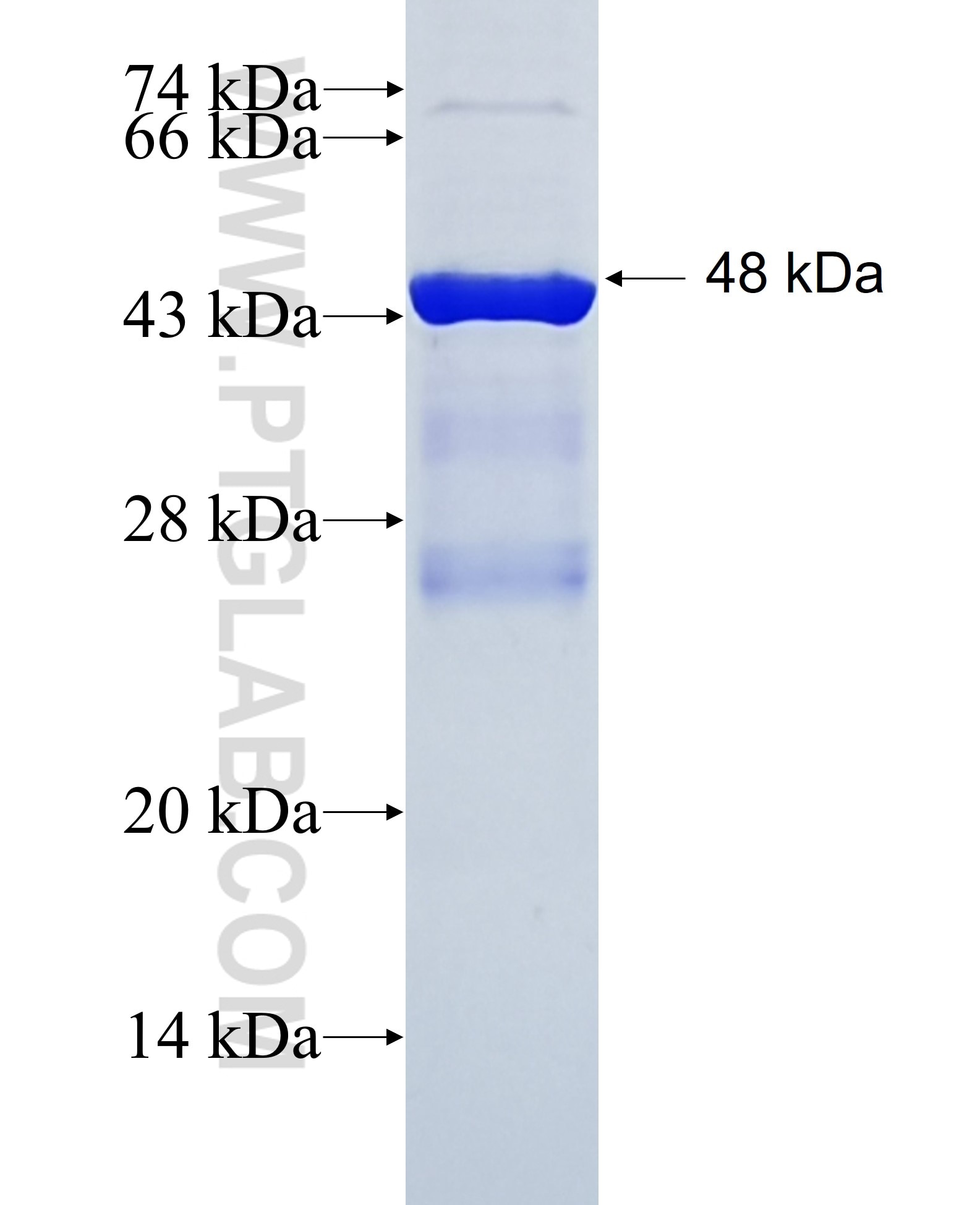 CYP4A11 fusion protein Ag2300 SDS-PAGE