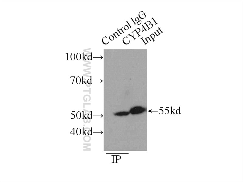 Immunoprecipitation (IP) experiment of mouse lung tissue using CYP4B1 Polyclonal antibody (11771-1-AP)
