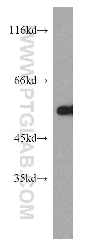 Western Blot (WB) analysis of mouse lung tissue using CYP4B1 Polyclonal antibody (11771-1-AP)