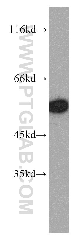 Western Blot (WB) analysis of mouse lung tissue using CYP4B1 Polyclonal antibody (11771-1-AP)