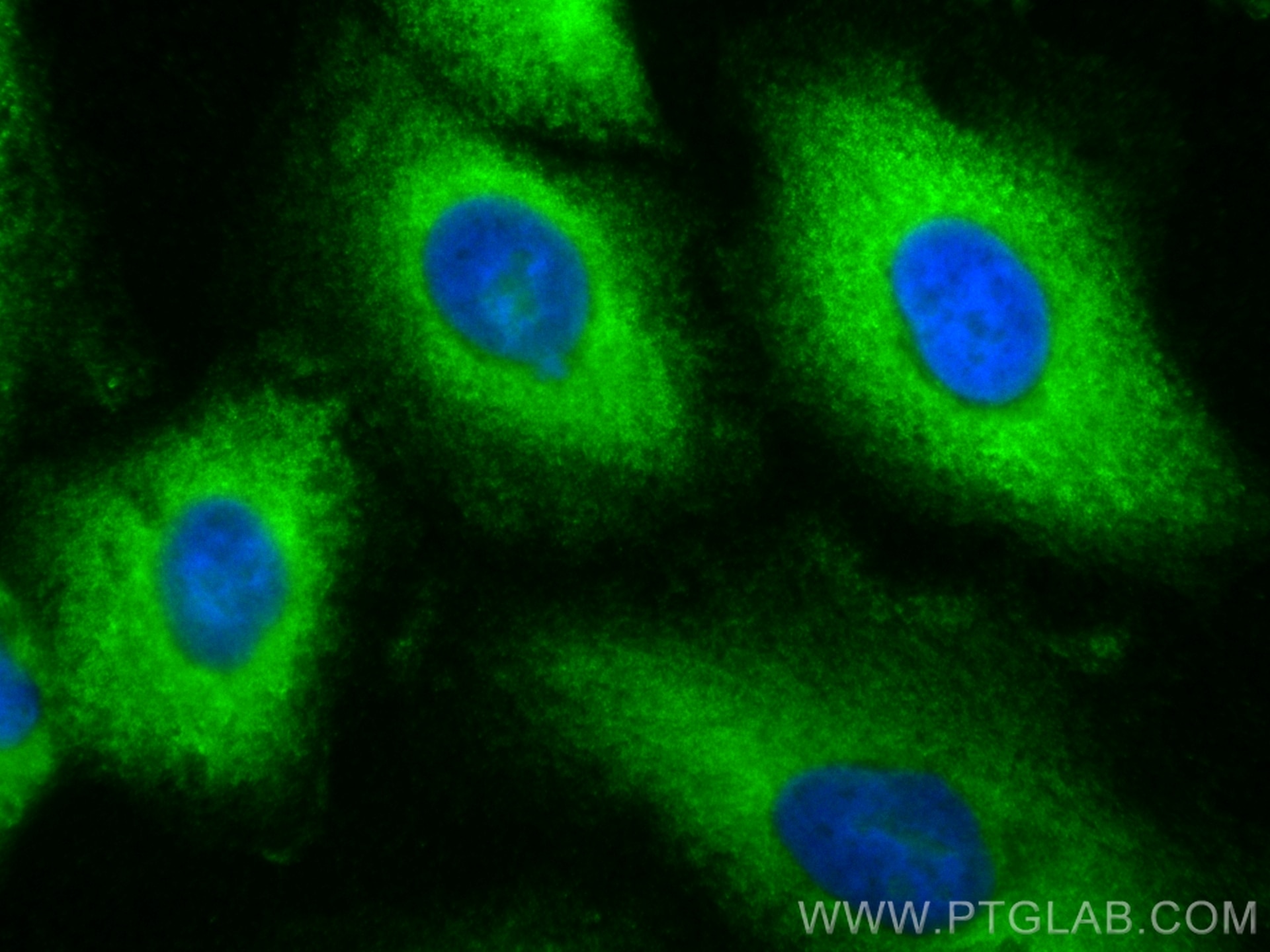 IF Staining of A549 using CL488-12286