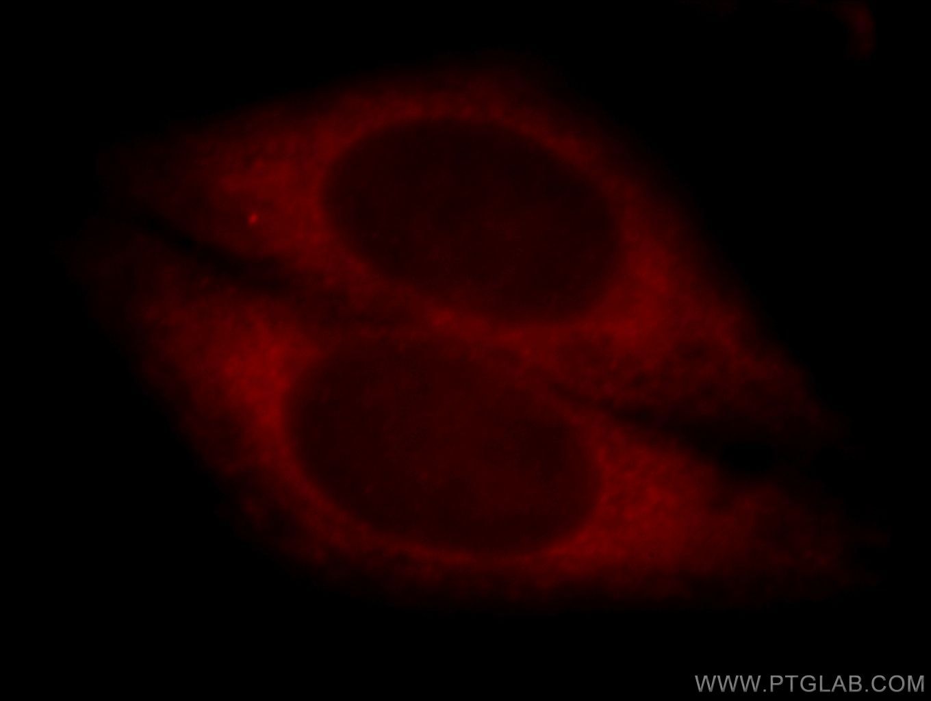 Immunofluorescence (IF) / fluorescent staining of HepG2 cells using CYP4F11-Specific Polyclonal antibody (20012-1-AP)
