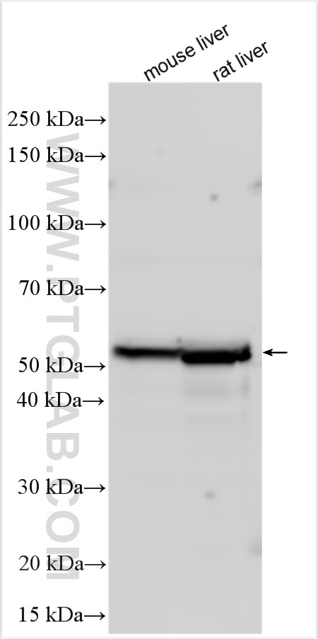 Western Blot (WB) analysis of various lysates using CYP4F12 Polyclonal antibody (13243-1-AP)